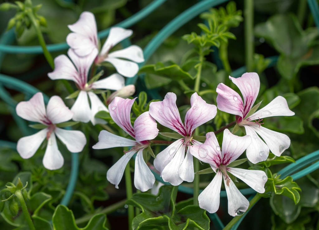 Pale pink flowers with 2 dorsal petals with pink lines.