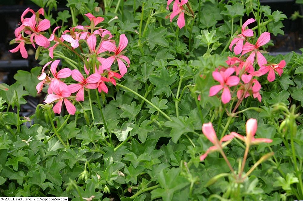 Leaves and Flower