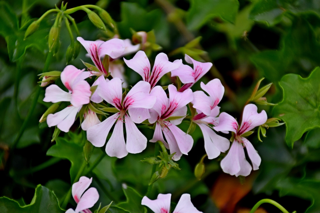 Pink flowers; 2 dorsal petals with dark pink basal markings