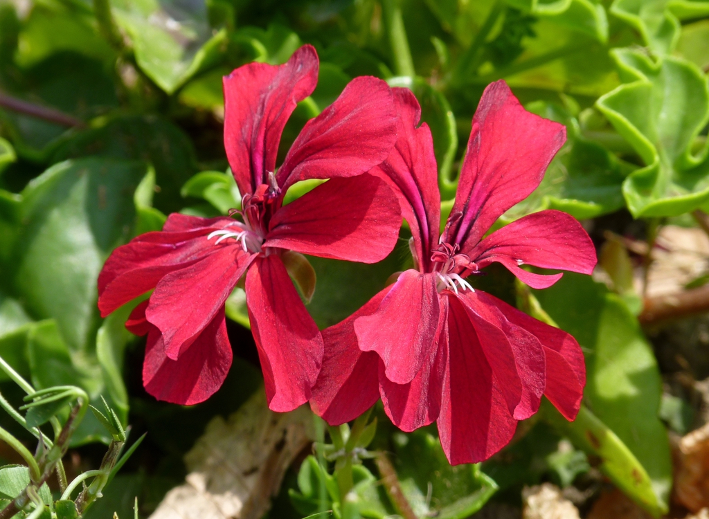 Dark pink flowers with 2 dorsal petals with pink lines.