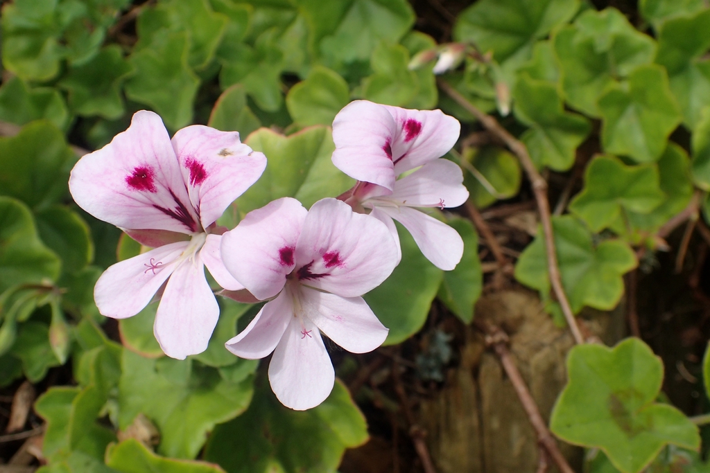 Pale pink flowers with 2 dorsal petals with pink lines.