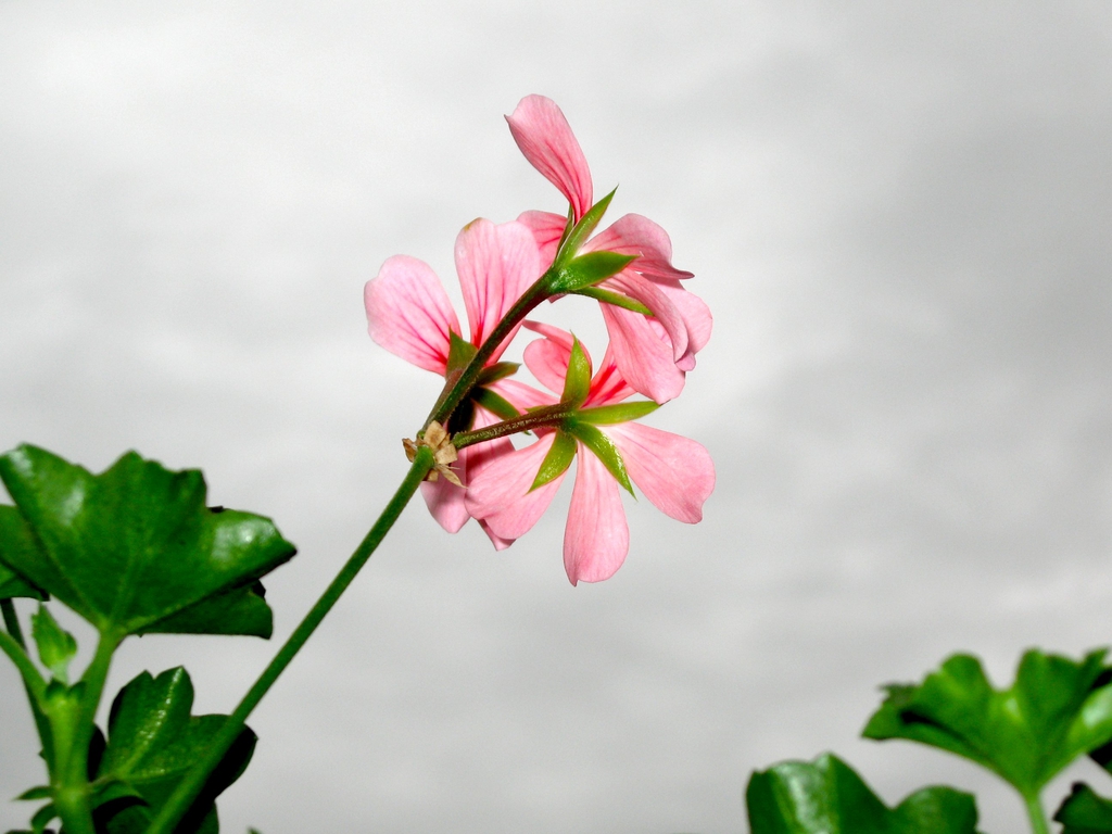 Back side of pink flowers showing narrow green sepals