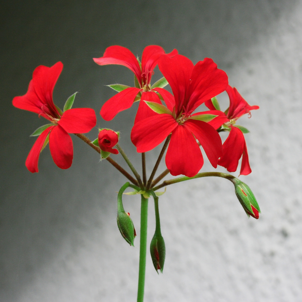 Red flowers with 2 dorsal petals with red lines.