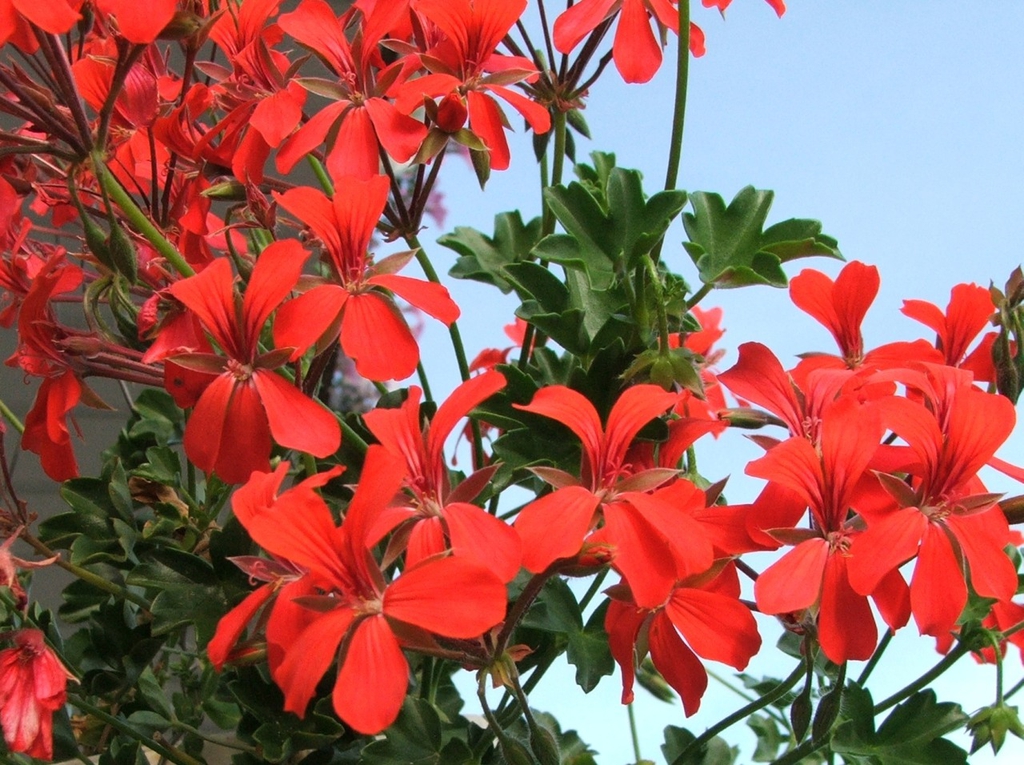 Red flowers with 2 dorsal petals with red lines.