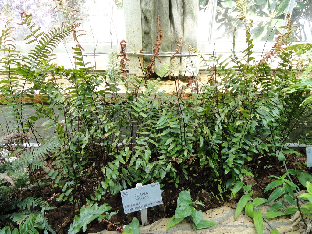 Fern in botanical garden with a sign reading Pellaea falcata.