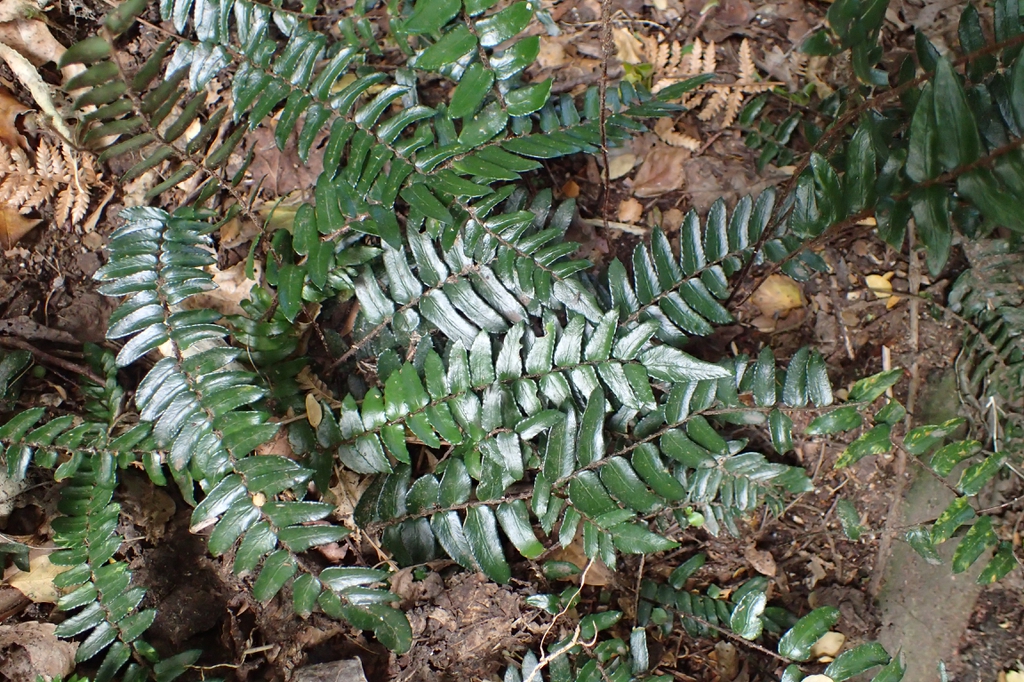 Shiny fern fronds.