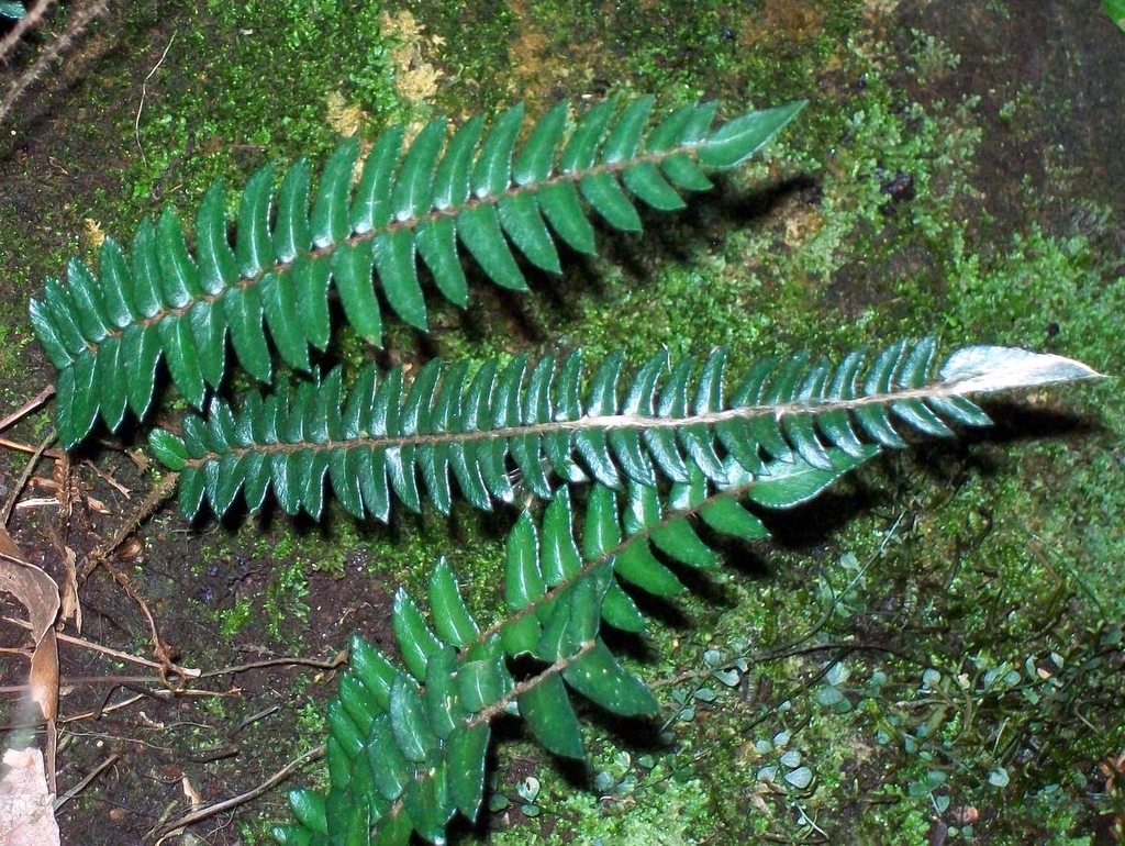 Erect, shiny fern fronds