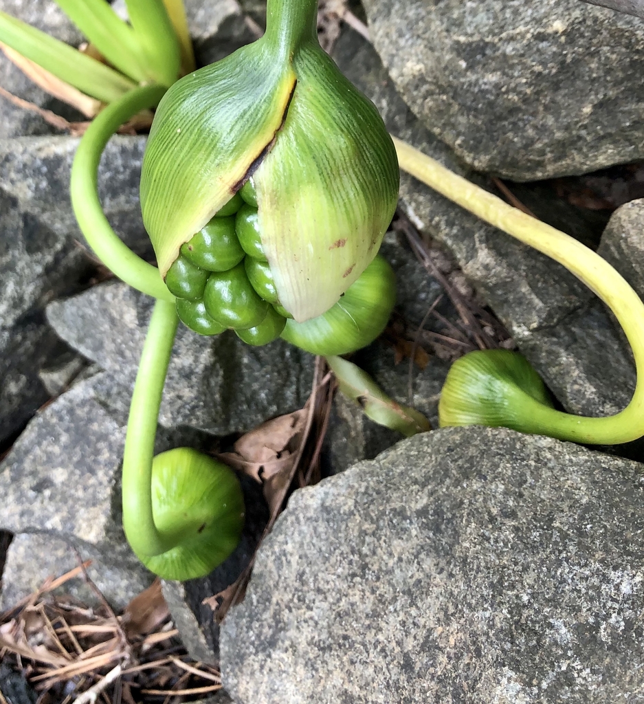 Fruit - Sept. 6 - Warren Co., NC