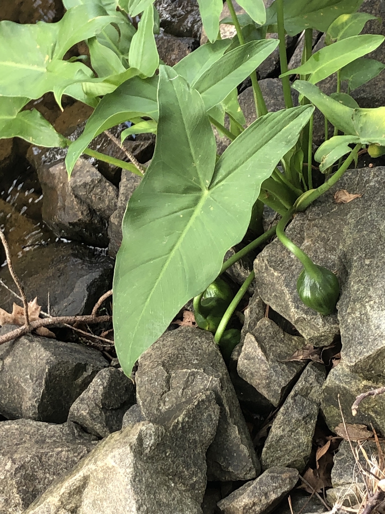 Fruits - Aug. 1 - Warren Co., NC