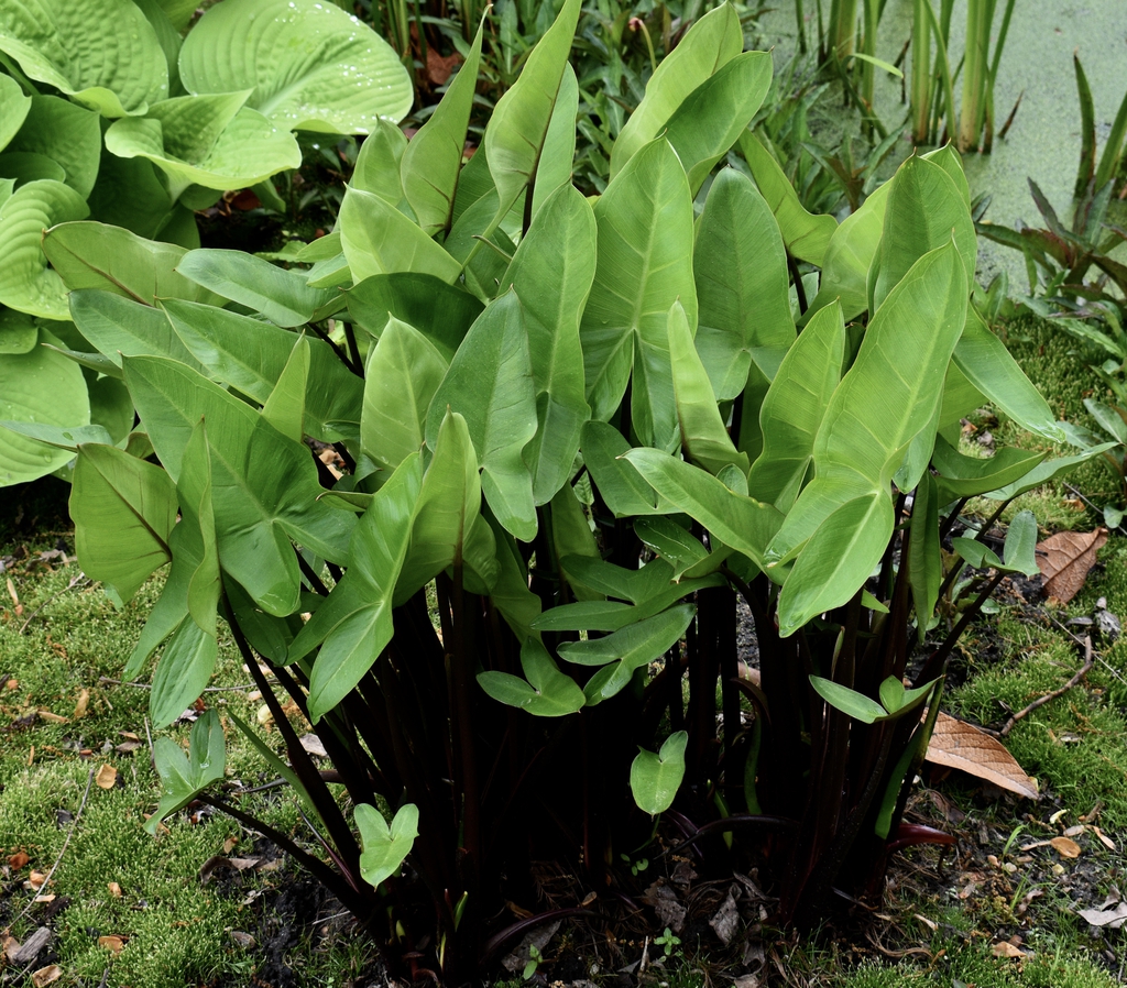 Leaves