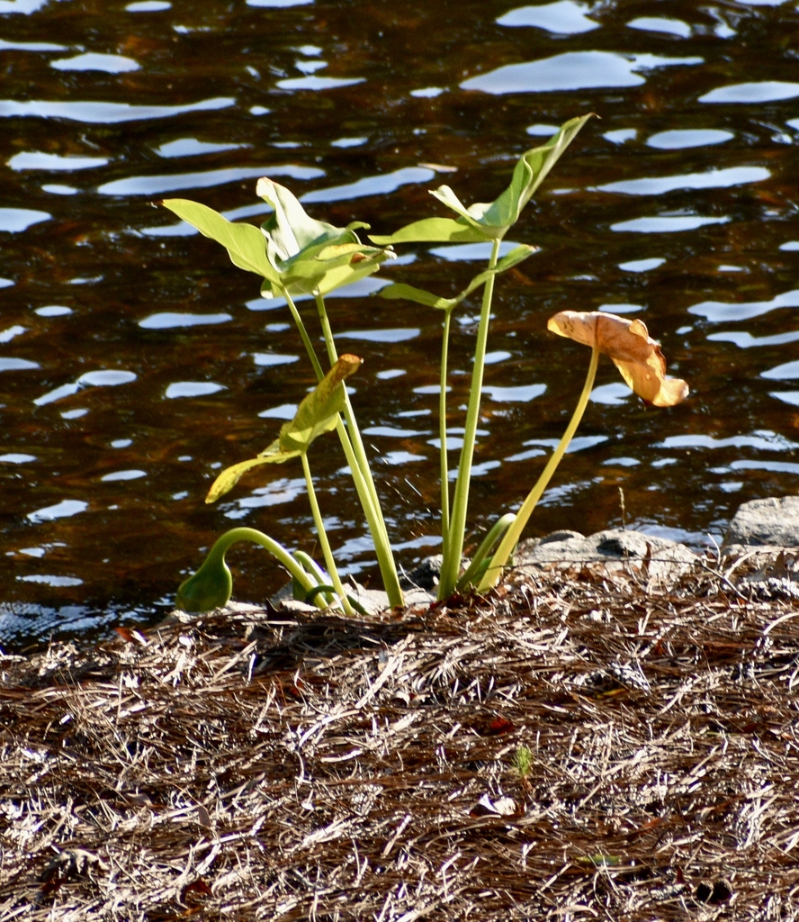 Form - Fall - Warren Co., - NC