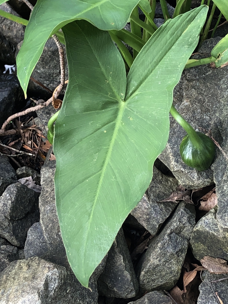 Leaves & Fruit - Aug. 1 - Warren Co., NC