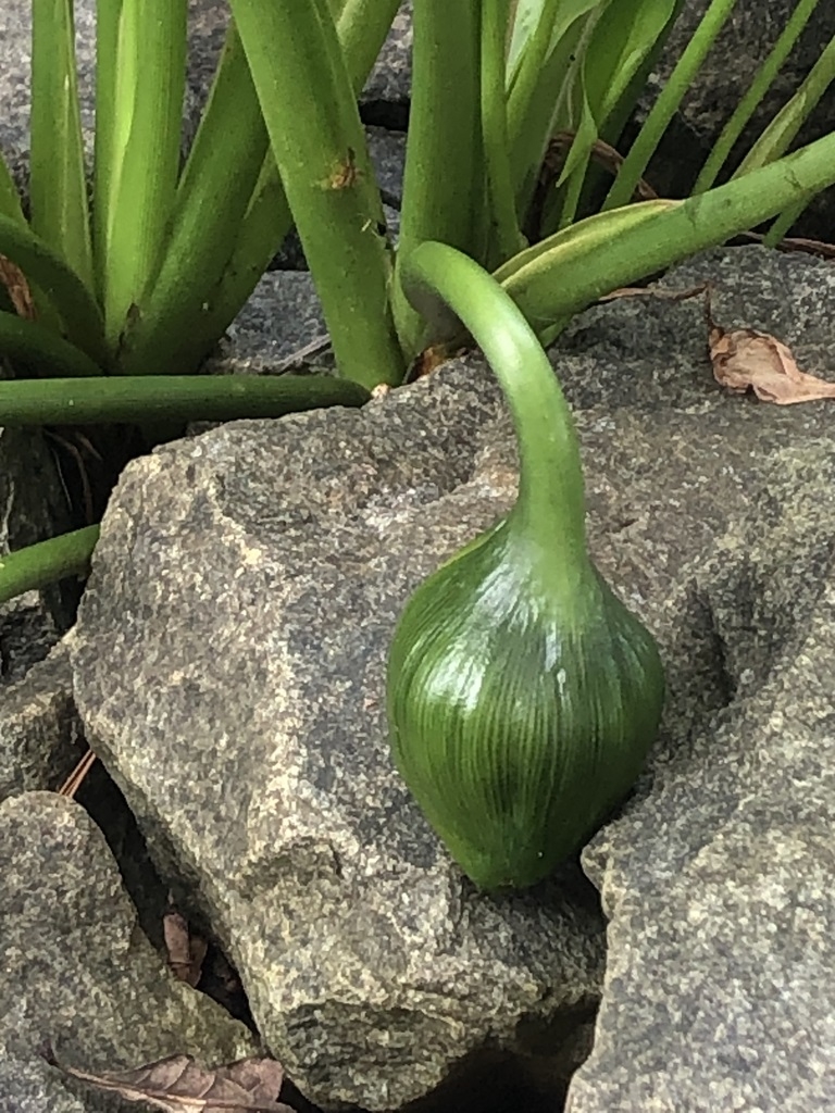 Fruit - Aug. 1 - Warren Co., NC