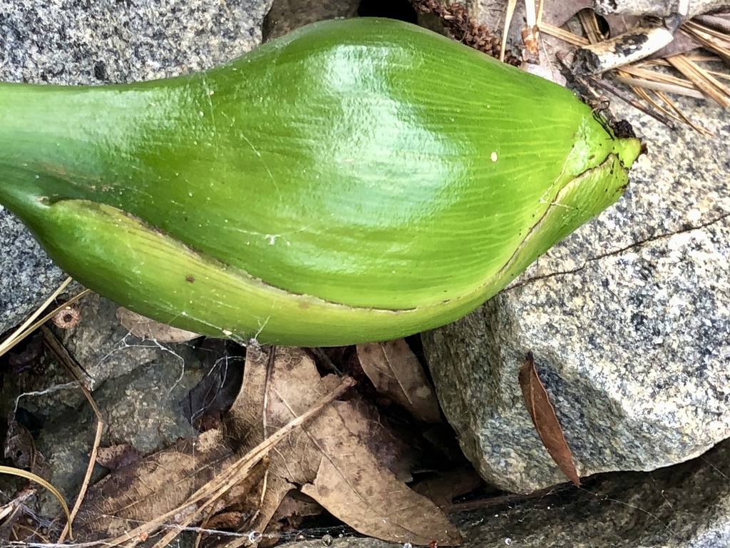 Fruit - Close up - Aug. 1 - Warren Co., NC