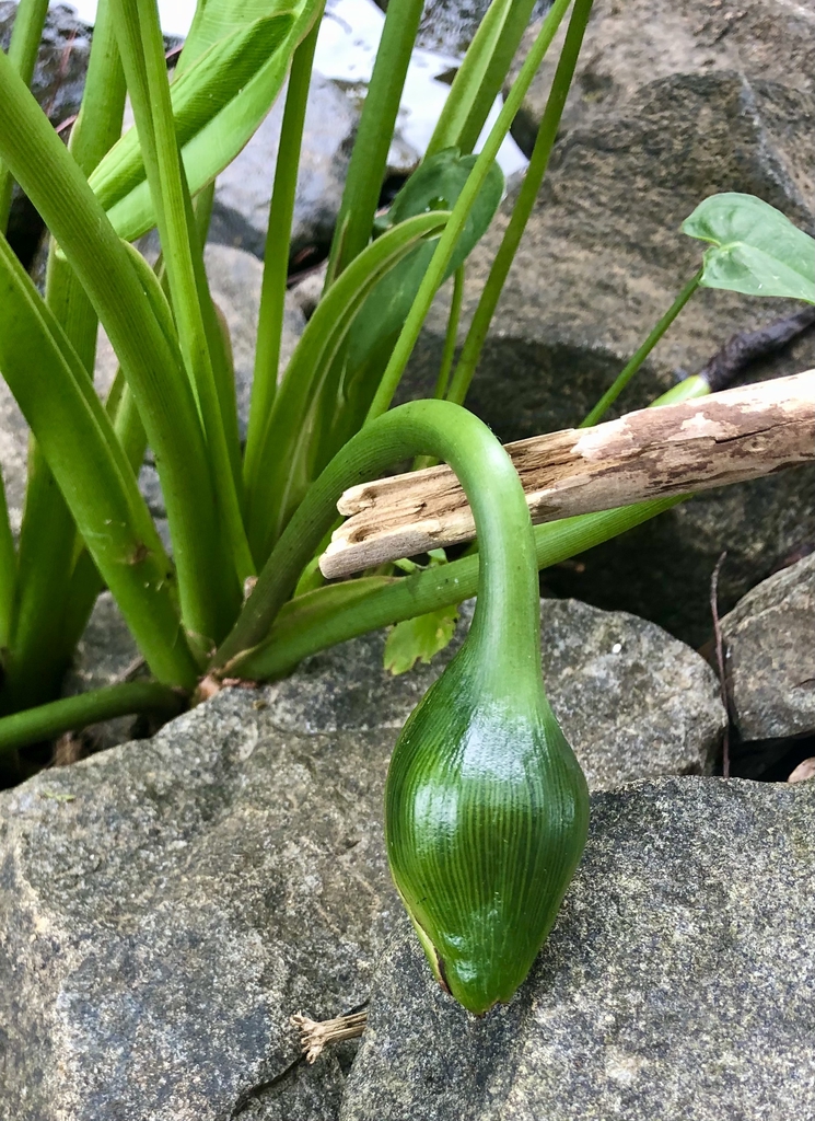 Form