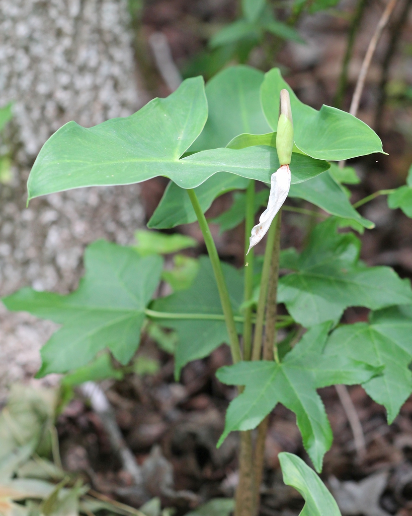 Form