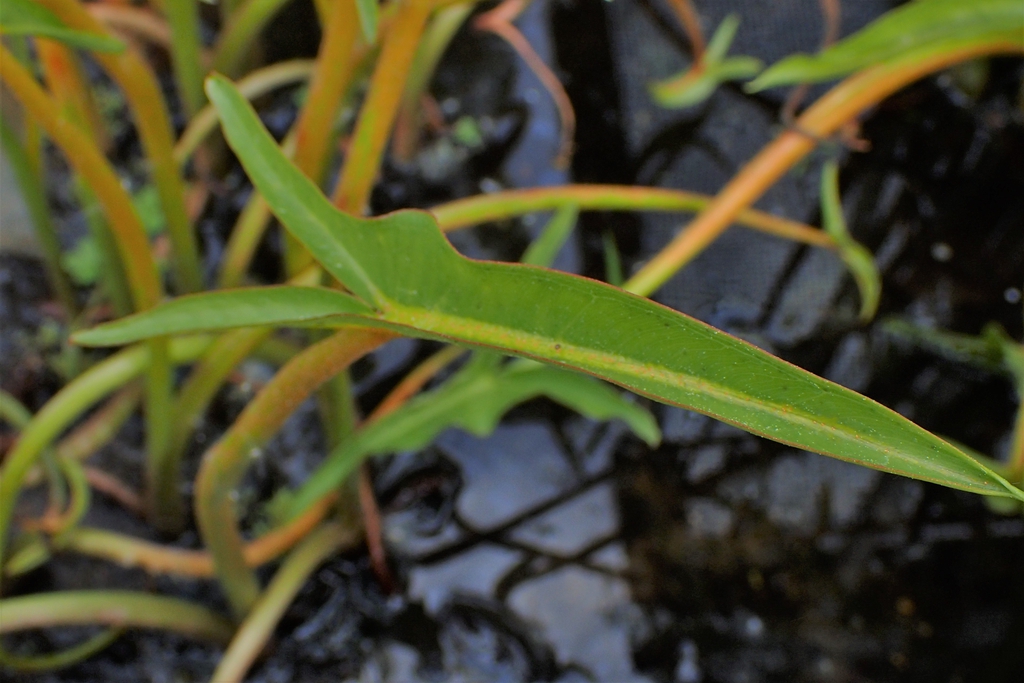 Leaf