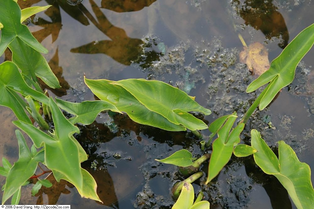 Leaves
