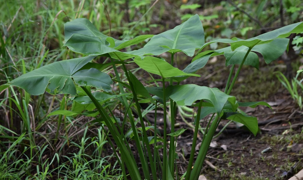 Leaves and stem