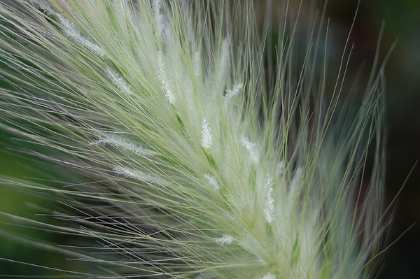 Closep of flower spike