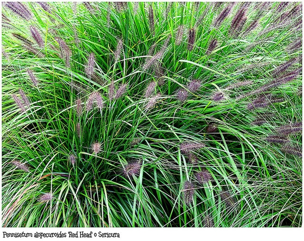 Pennisetum alopecuroides 'Red Head'