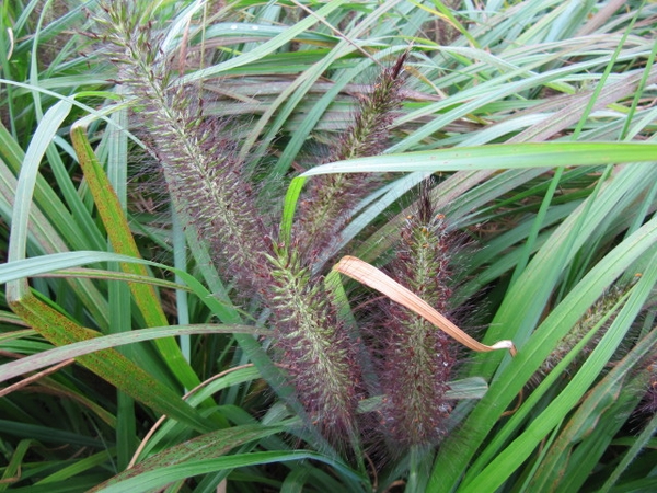 Cenchrus alopecuroides 'Viridescens' leaves