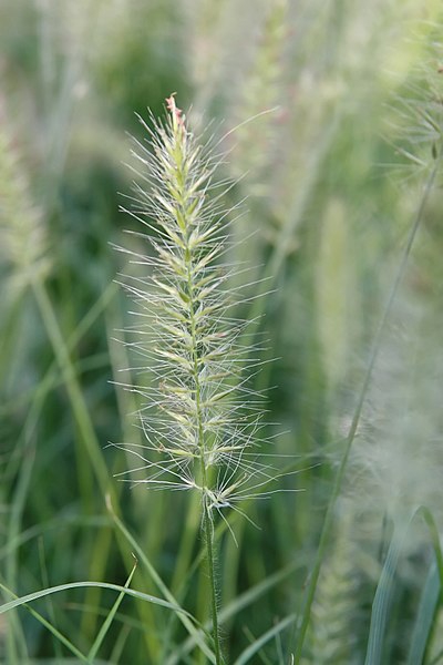 Cenchrus alopecuroides 'Hameln'