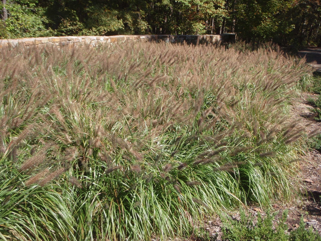 'National Arboretum' Form