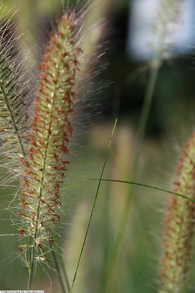 Cenchrus alopecuroides 'Hameln'