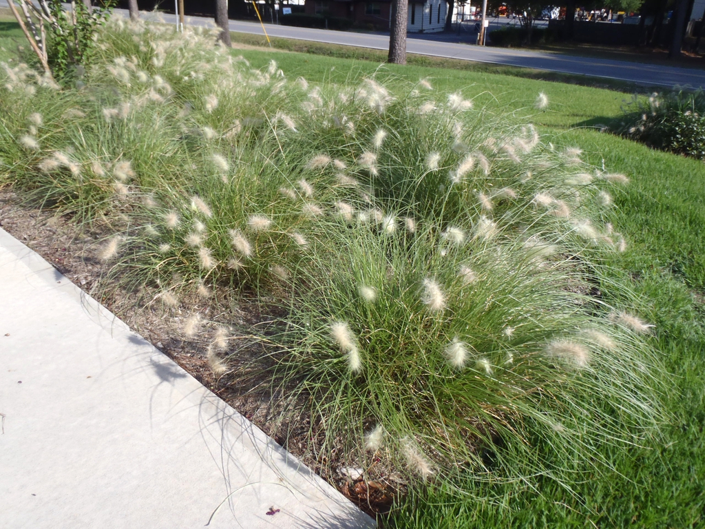 Pennisetum alopecuroides 'Hameln'