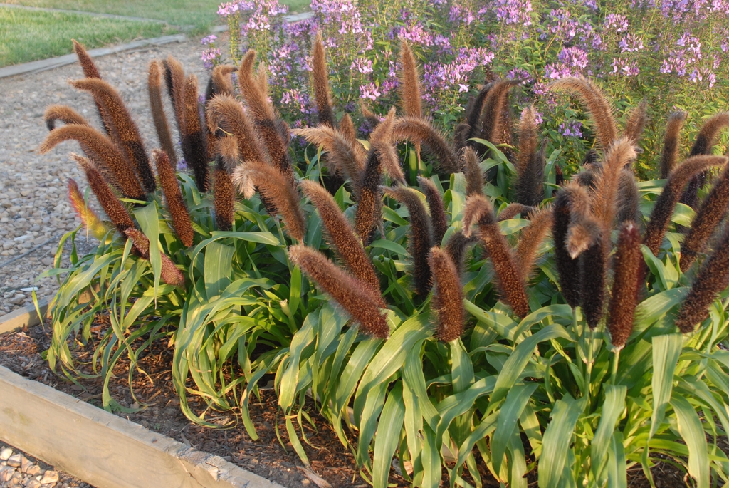 dwarf grass with dense upright spikes of grain.