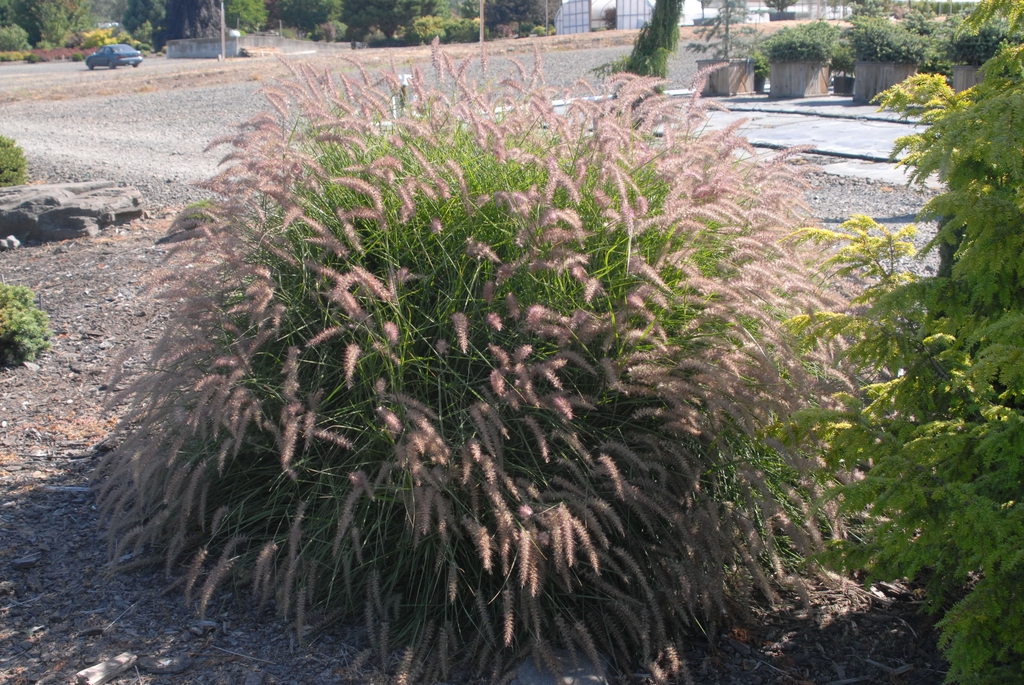 Pennisetum orientale