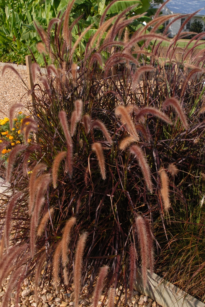 Pennisetum setaceum