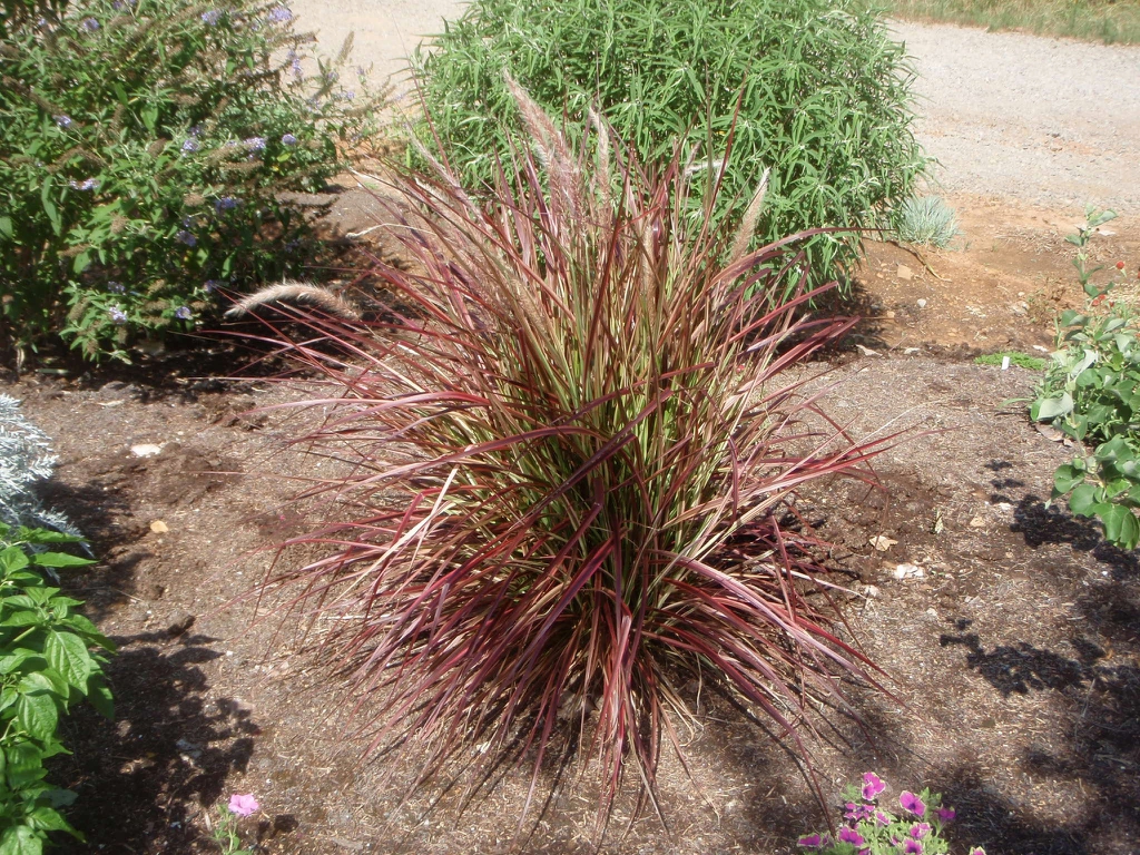 'Fireworks' Form
