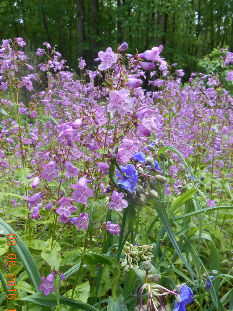 habit, spring, Iredell County, NC