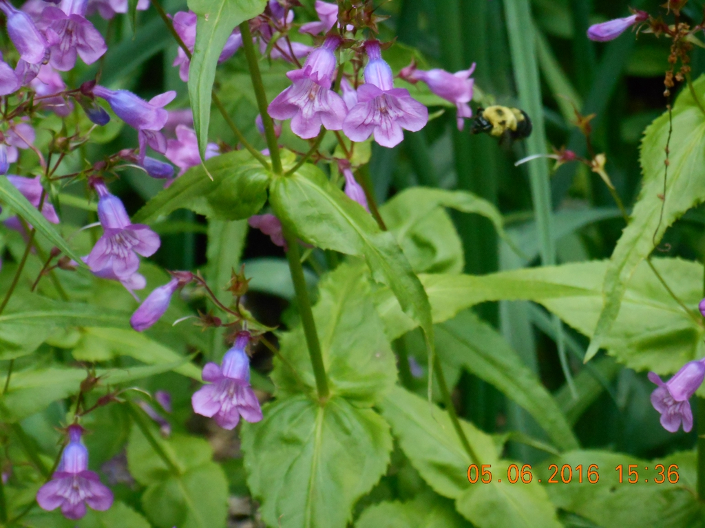 bloom with carpenter bee, spring, Iredell County, NC