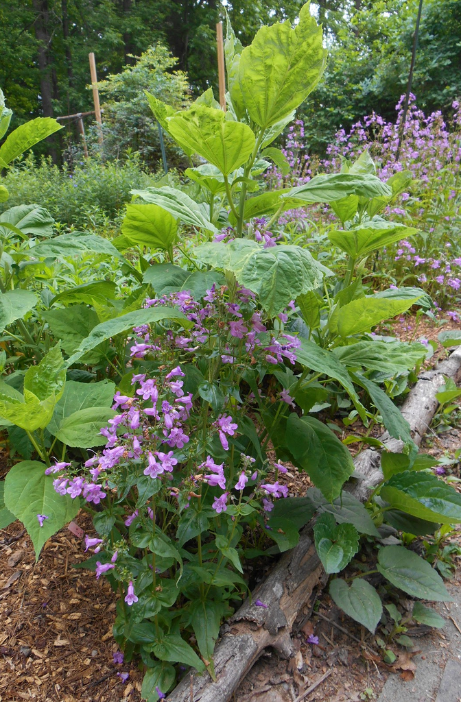 Penstemon canescens