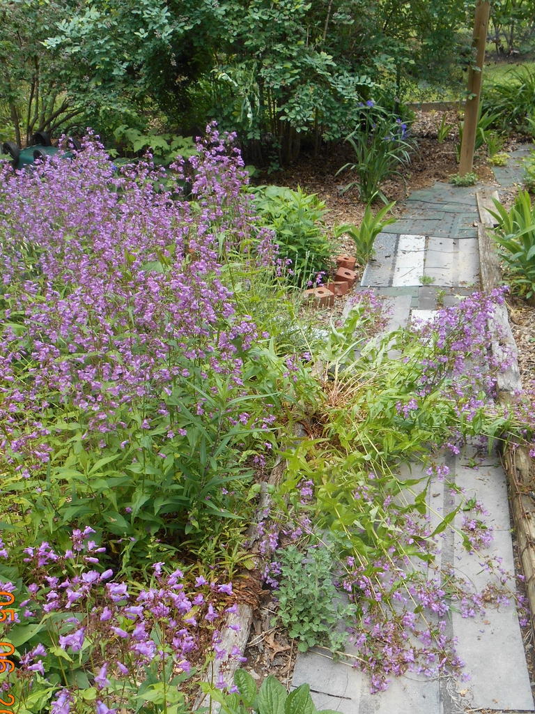 flopped stems, spring, Iredell County, NC