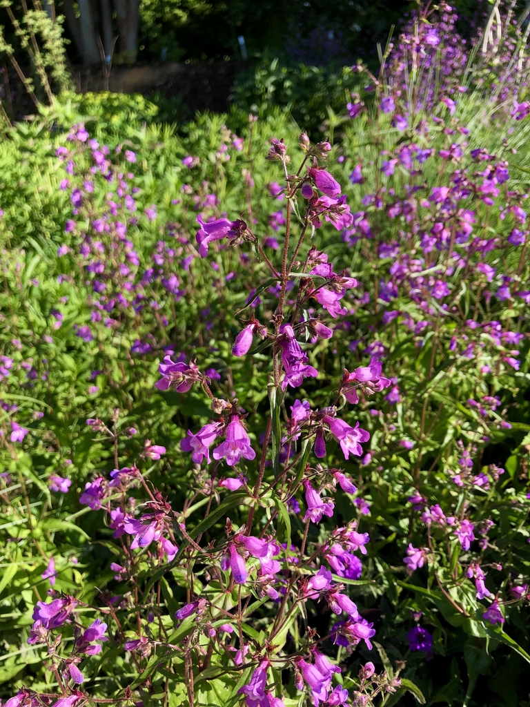 Form - Wake Co., NC