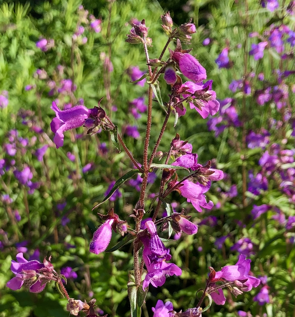 Flowers - Wake Co., NC