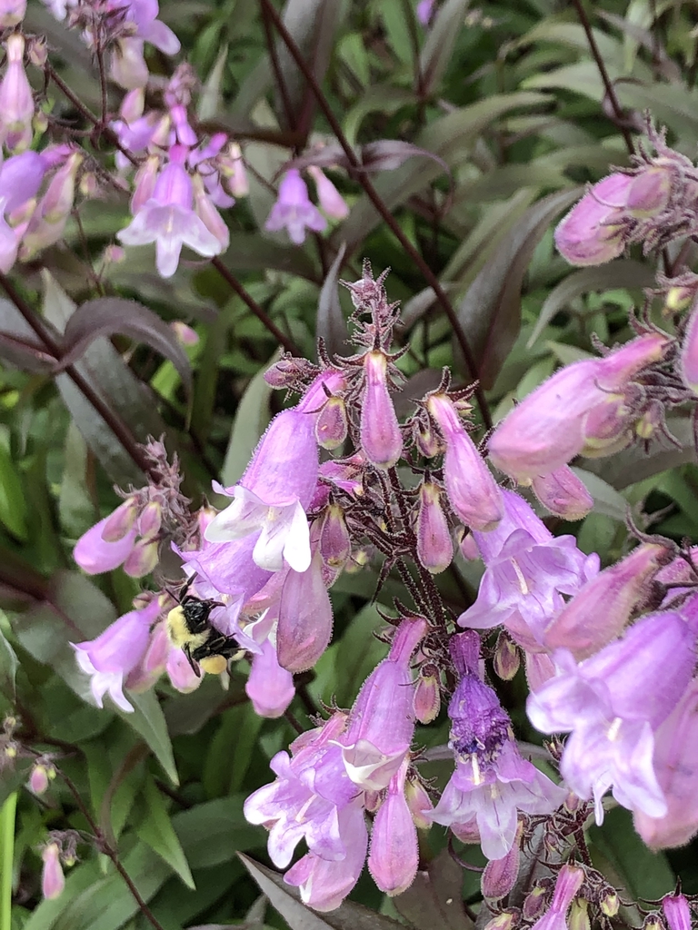 Penstemon