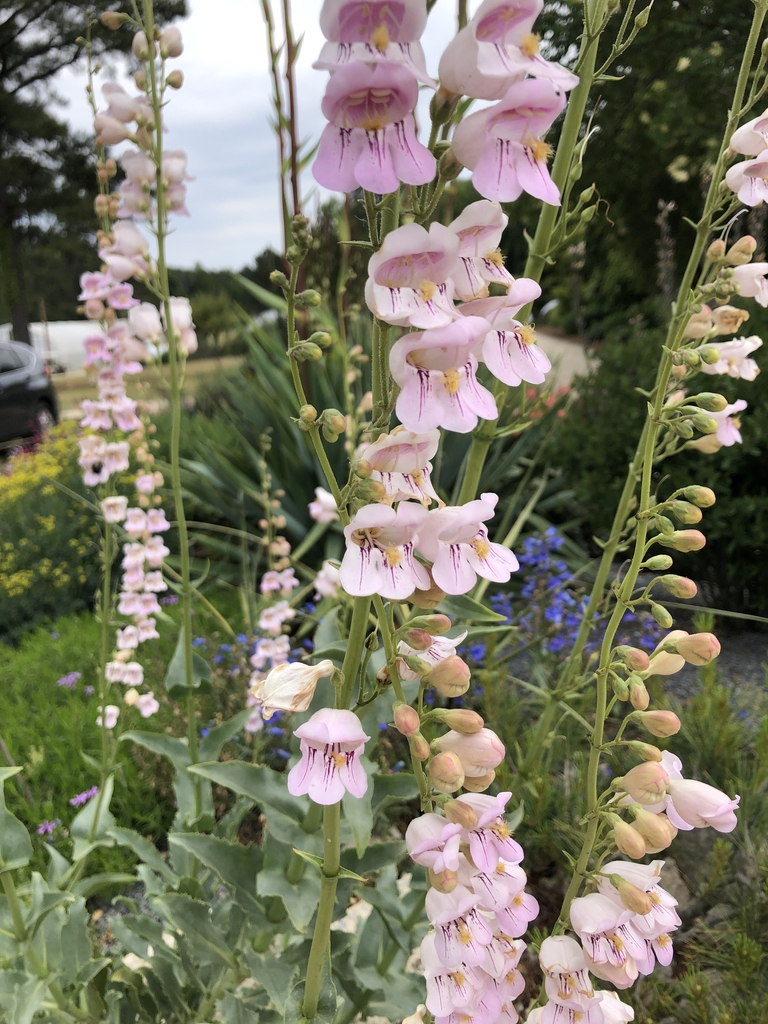 Penstemon