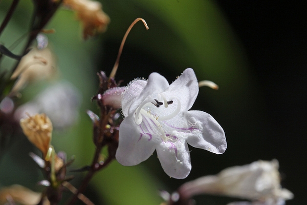 Close up of flower