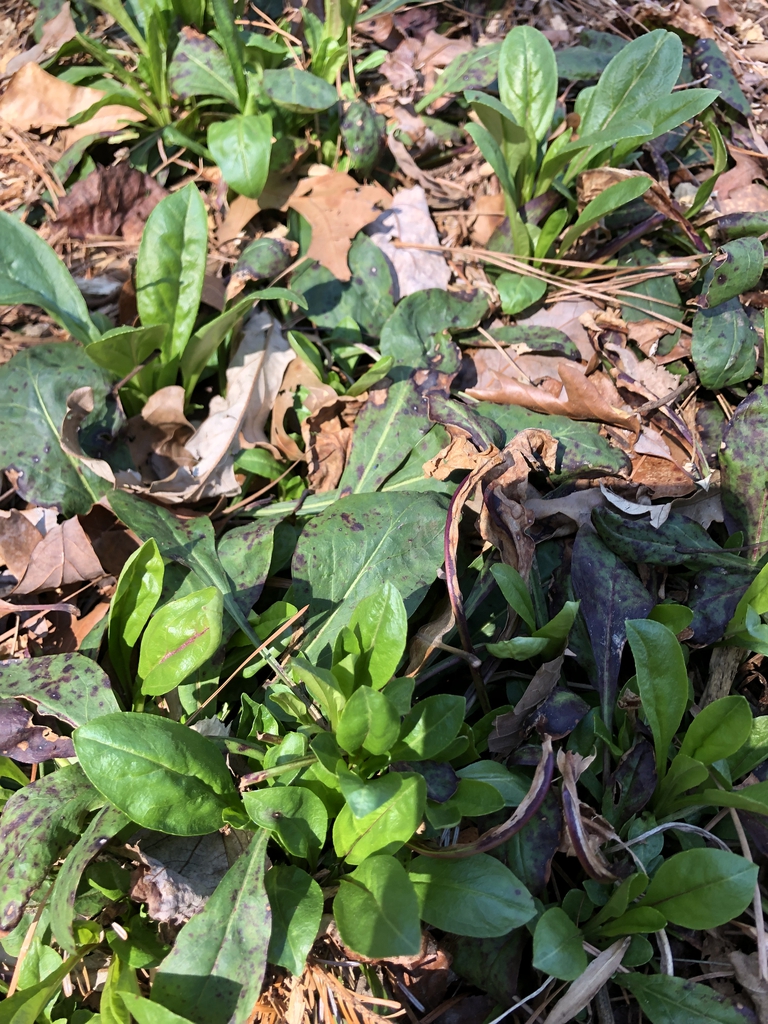 Form - Wake Co., NC