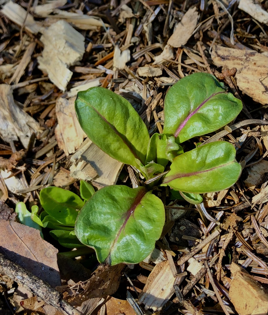 Leaves close-up - Wake Co., NC