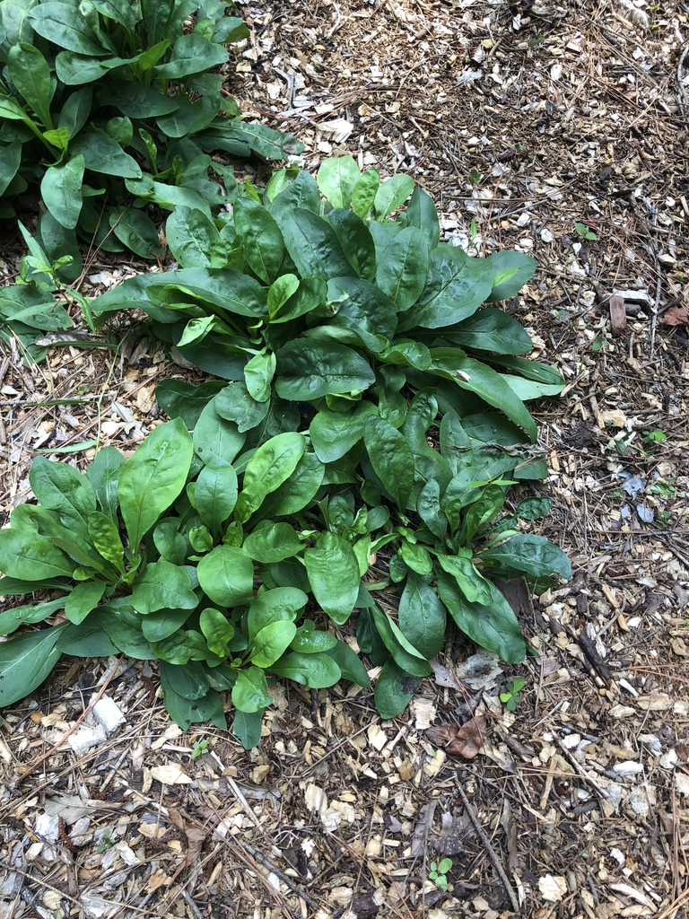 Form - Aug. 10 - Wake Co., NC