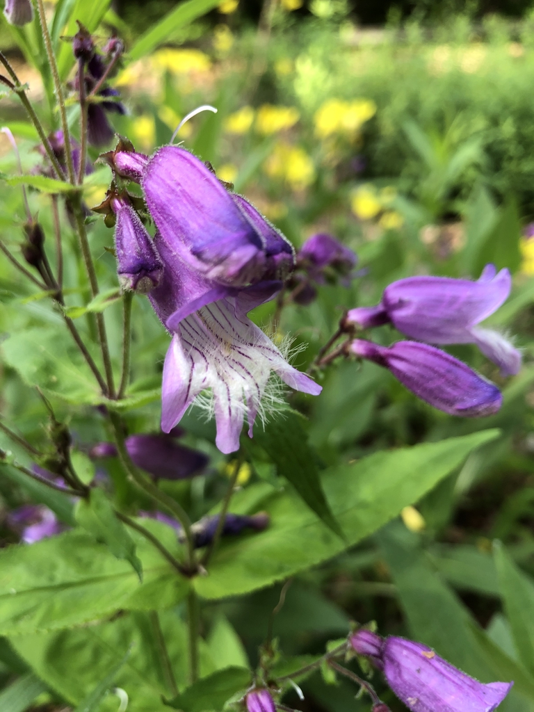 Penstemon laevigatus