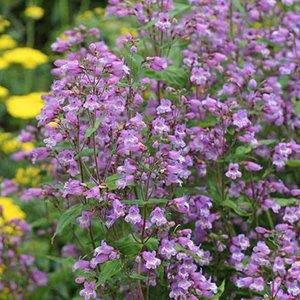 Penstemon smallii