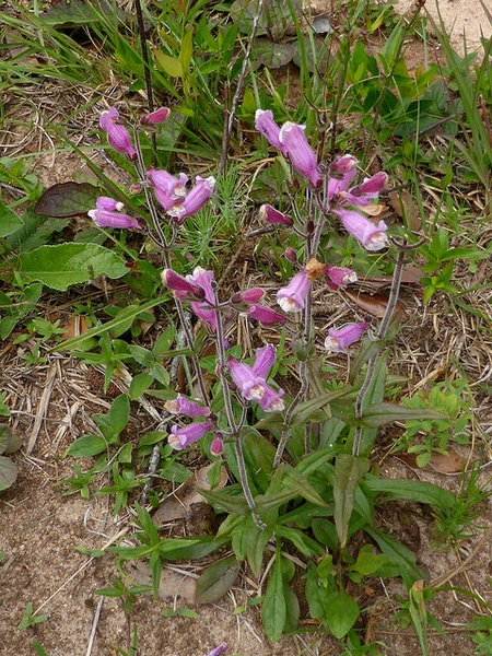 Form