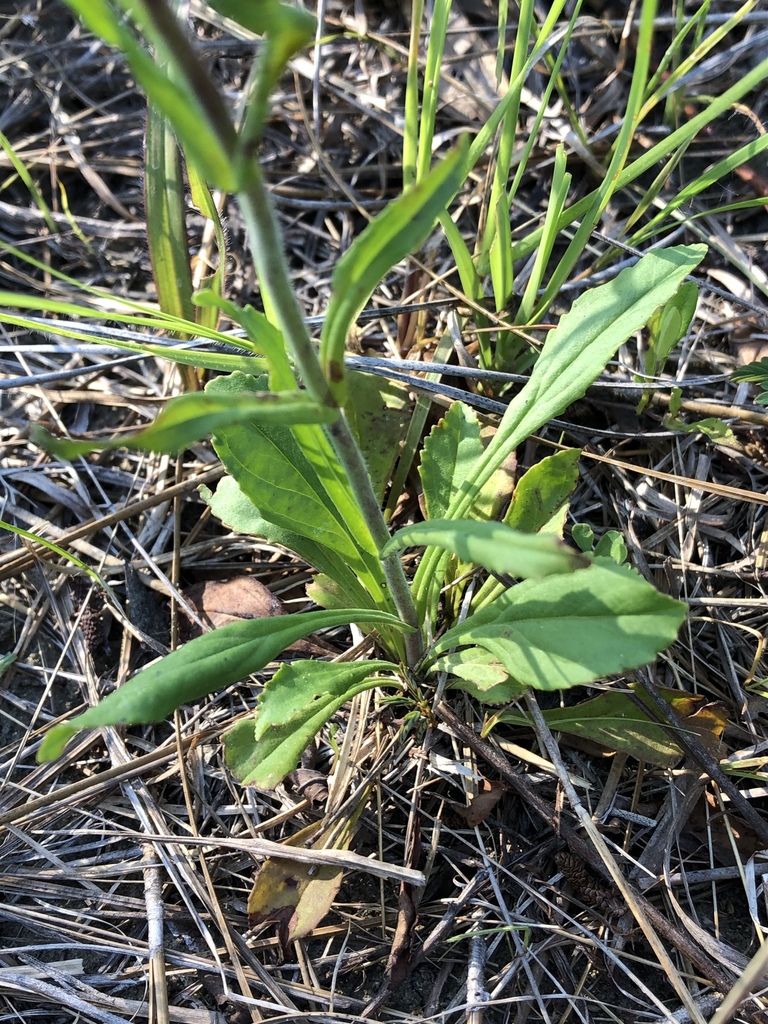 Leaves
